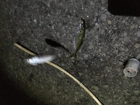 同付き仕掛けでアジ順調